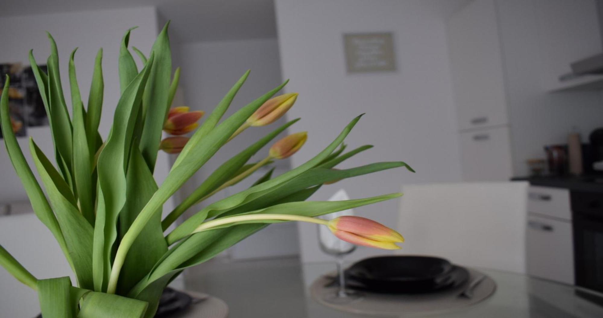 Apartmani Foresta Kras Dış mekan fotoğraf